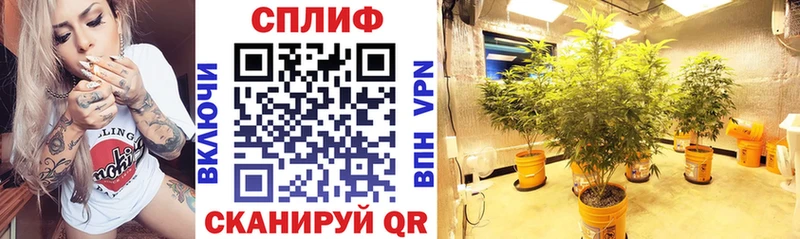 Конопля MAZAR  MEGA ONION  Бузулук 
